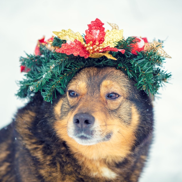 Cachorro usando guirlanda de Natal