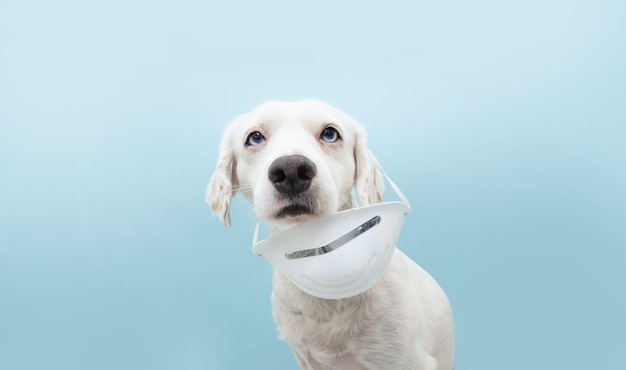 Cachorro usando máscara protetora de maneira errada.