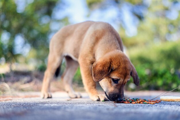 Cachorro vadio com fome comendo na beira da estrada