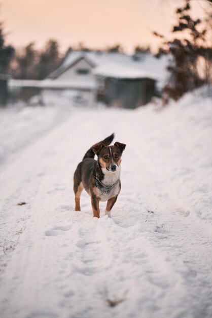 Cachorro vadio de tamanho médio parado na estrada de neve um cachorro feliz na floresta olha para a câmera