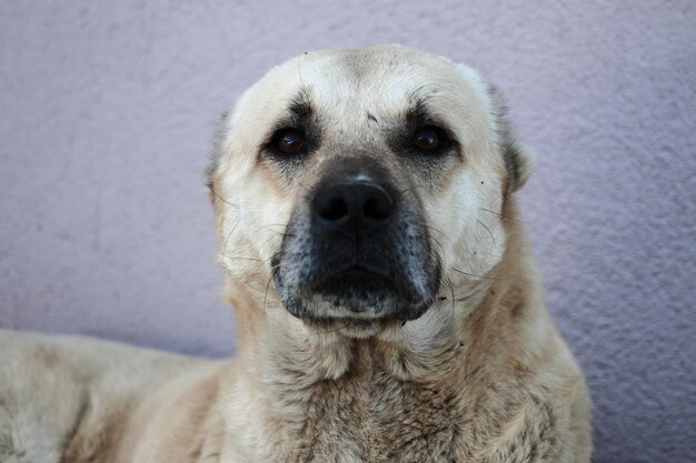 Cachorro vadio deitado na rua