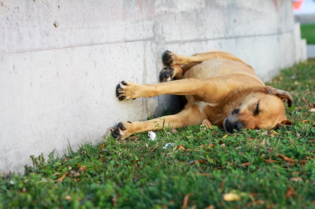 Cachorro vadio dormindo com os pés contra a parede