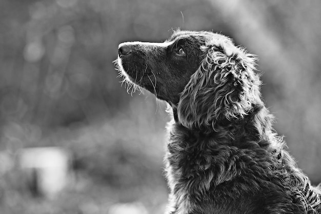 cachorro vadio na rua, lascando, abrigo de animais para esterilização, retrato de cachorro vira-lata