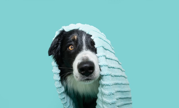 Cachorro de verano Border collie envuelto con una toalla después de tomar una ducha aislado sobre fondo azul