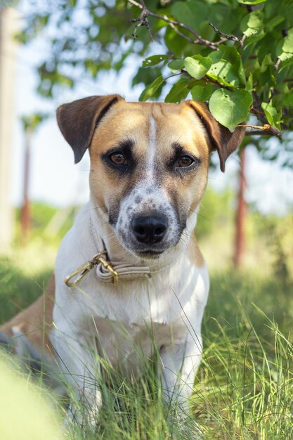 Cachorro vermelho brincando no jardim de verão Dia ensolarado Profundidade de campo rasa Tonificado