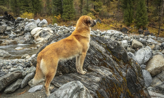 Foto cachorro vermelho em uma floresta de montanha liberdade e caminhadas ativas para um animal de estimação