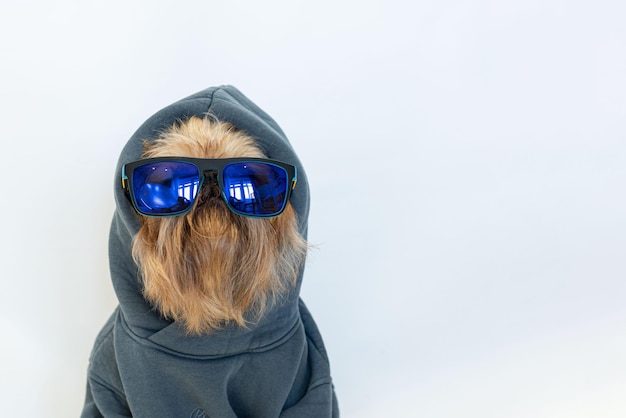 Cachorro vermelho extravagante com barba da raça Bruxelas Griffon em um capuz cinza isolado em branco