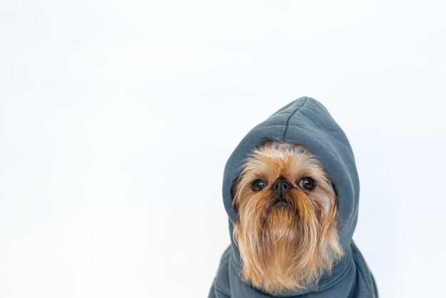 Cachorro vermelho extravagante com barba da raça Bruxelas Griffon em um capuz cinza isolado em branco