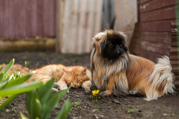 cachorro vermelho fofo em um canteiro de flores ao lado de um gato vermelho