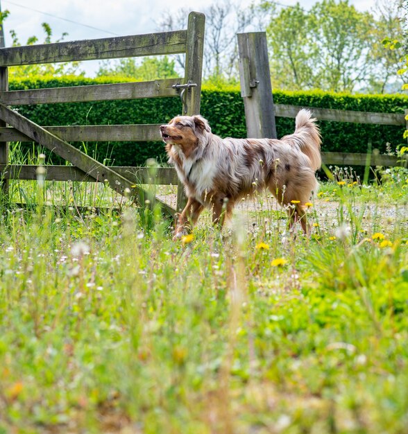 Cachorro vermelho grande com olhos azuis no verão no quintal de uma casa particular