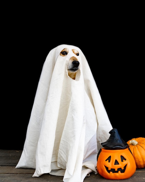 Cachorro vestido de fantasma para o halloween