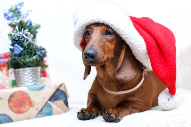 Cachorro vestido de Natal de ano novo