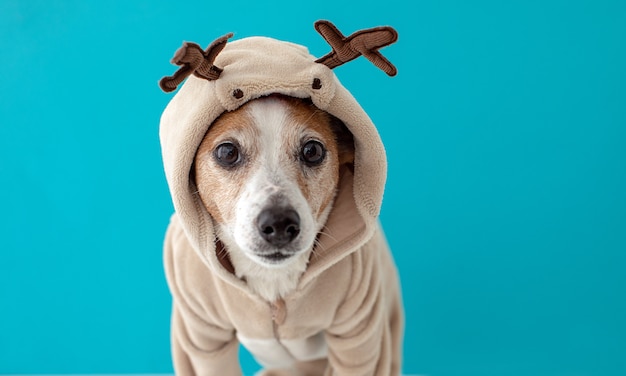 Cachorro vestindo traje de veado de Natal