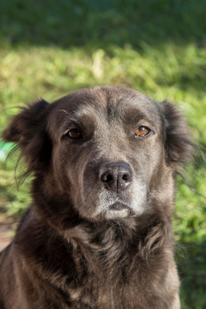 Cachorro vira-lata marrom escuro aproveita o sol da manhã para tomar sol no parque Bonito e barulho