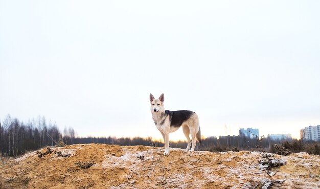 Cachorro vira-lata parado em terreno arenoso em um prado