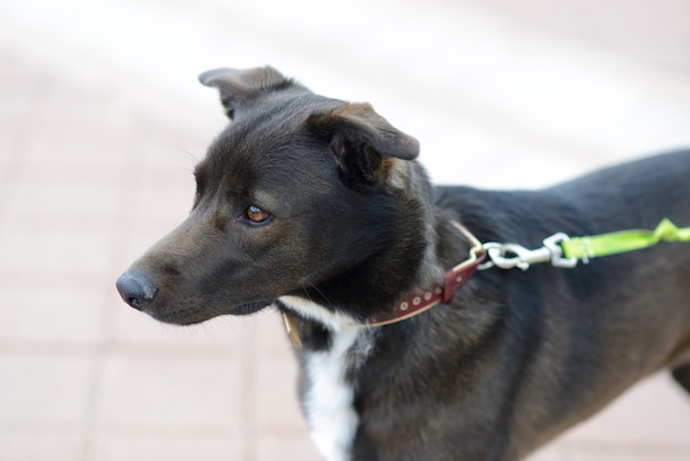 Cachorro vira-lata preto na rua da cidade