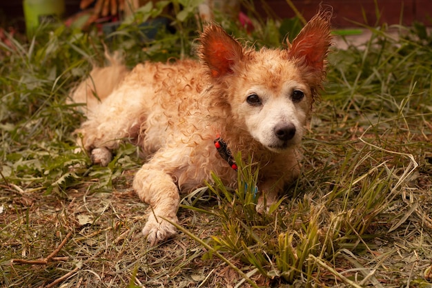 Cachorro vira-lata vermelho encaracolado e molhado está deitado na grama Animais de estimação Lavando lã