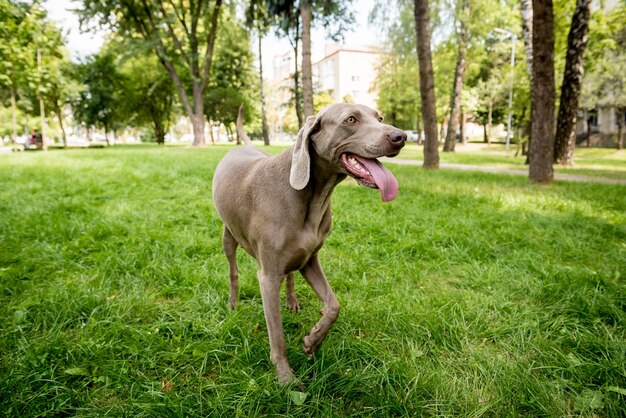 Cachorro weimaraner no parque