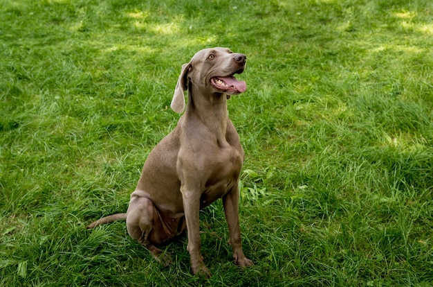 Cachorro weimaraner no parque