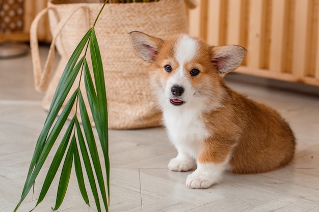 Cachorro Welsh Corgi en casa