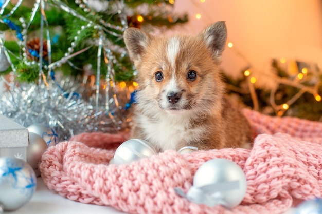 Un cachorro de Welsh Corgi cerca del árbol de Navidad Navidad