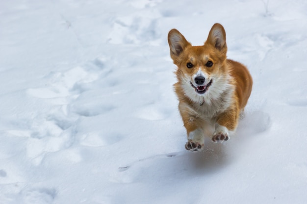 Un cachorro de Welsh Corgi corre en la nieve con una sonrisa en su rostro