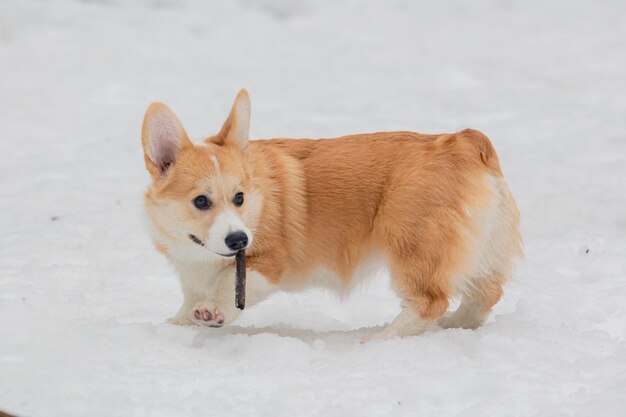 Un cachorro de Welsh Corgi juega con un palo en un claro cubierto de nieve