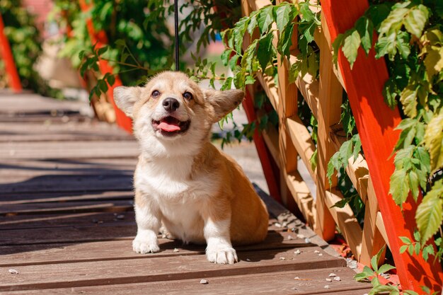 Cachorro Welsh Corgi en un paseo por el parque