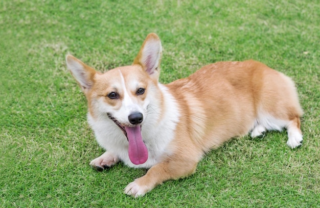 Cachorro Welsh Corgi en el verde