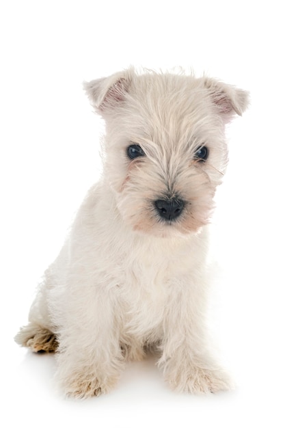 Cachorro West Highland White Terrier delante de blanco