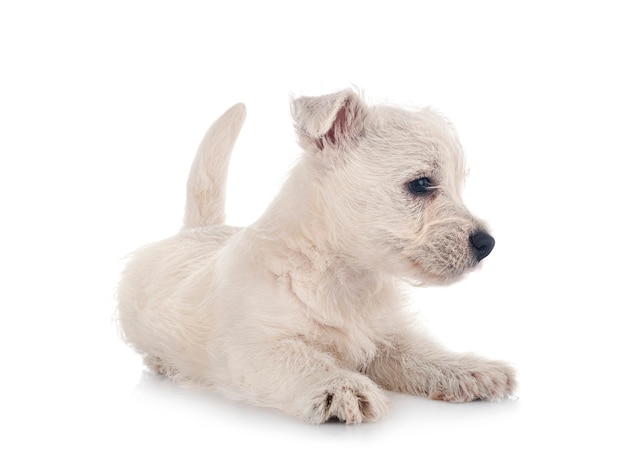 Cachorro West Highland White Terrier em frente ao estúdio branco