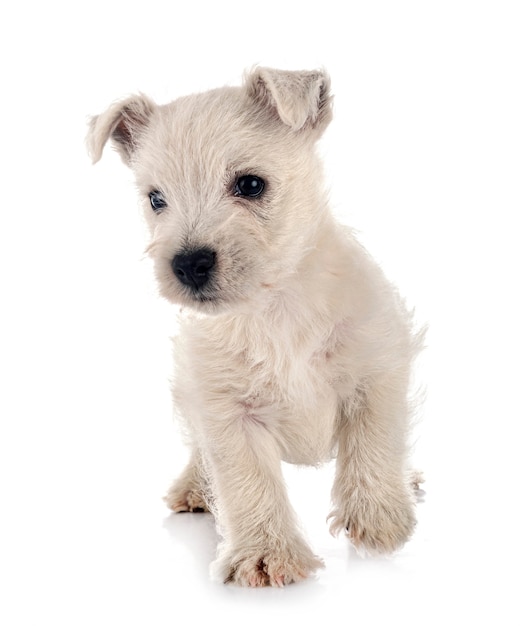 Cachorro West Highland White Terrier