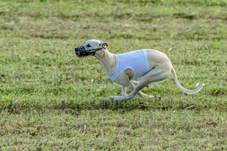 Foto cachorro whippet correndo de jaqueta branca no campo de corrida