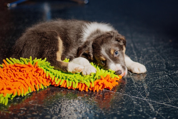 Un cachorro yace en el suelo con un juguete verde y naranja para masticar.