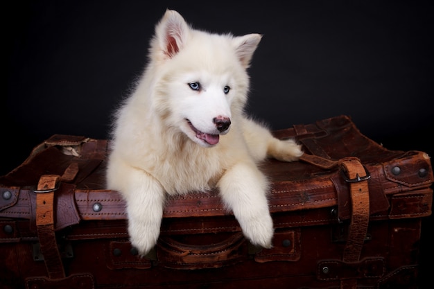 Cachorro Yakut Laika blanco en estudio sobre fondo negro con maleta