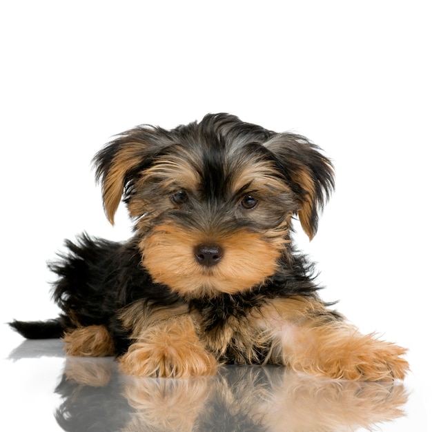 Cachorro Yorkshire Terrier (2 meses)