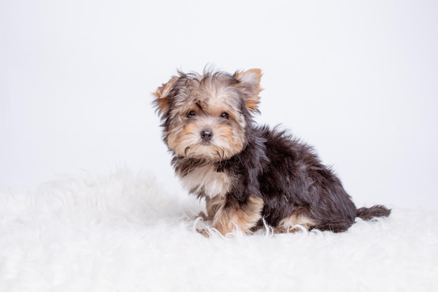 Un cachorro de yorkshire terrier está aislado en un fondo blanco