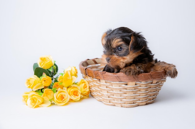 Un cachorro de Yorkshire terrier bebé se sienta en una cesta sobre un fondo blanco.