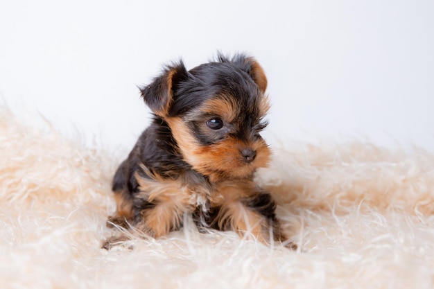 Un cachorro de Yorkshire terrier bebé se sienta en una manta de piel