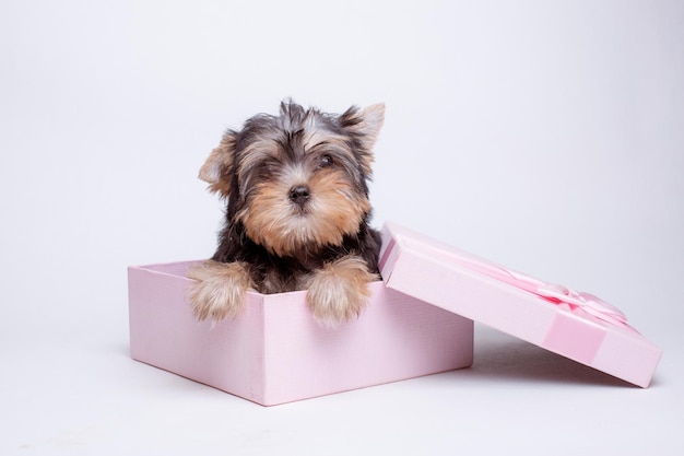 Un cachorro de Yorkshire terrier en una caja de regalo rosa está aislado en un fondo blanco