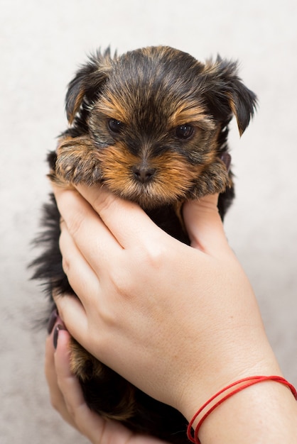 Cachorro de Yorkshire terrier en casa, en manos del primer plano del propietario