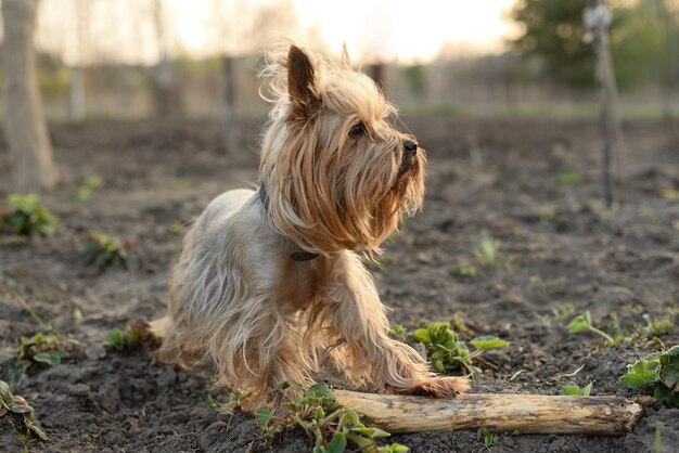 Cachorro yorkshire terrier detém a pata em uma prateleira parece para longe.