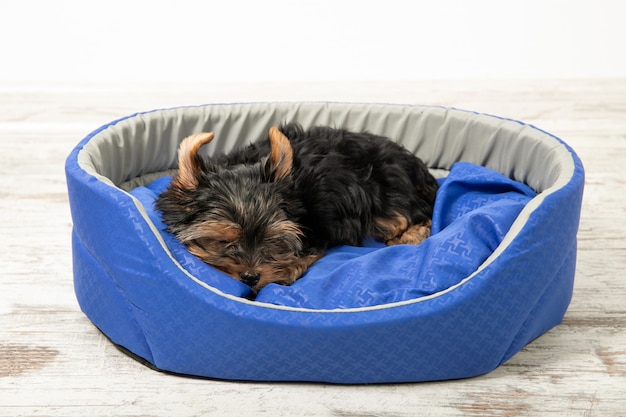 Un cachorro del Yorkshire Terrier duerme en una habitación en una cama para perros. Duerme, relájate