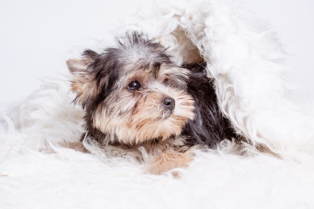 Un cachorro de Yorkshire terrier envuelto en una manta yace aislado en un fondo blanco