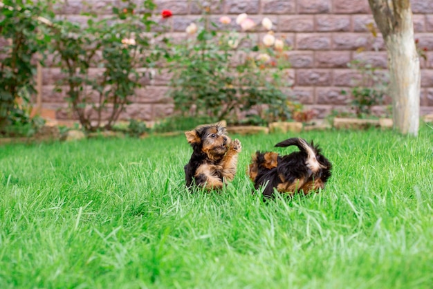 Un cachorro de Yorkshire terrier está sentado en el paseo de hierba