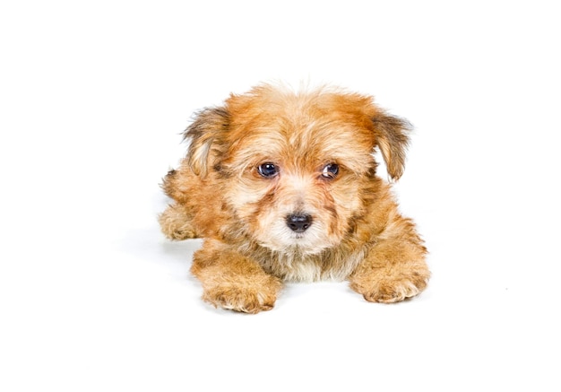 Cachorro yorkshire terrier en el fondo blanco