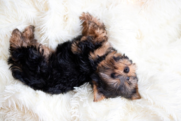 Cachorro de Yorkshire Terrier de un mes de edad yace sobre una colcha suave y esponjosa