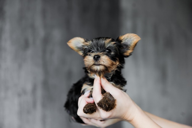 Cachorro de yorkshire terrier de un mes sentado en la mano de la mujer sobre fondo de pared de hormigón gris