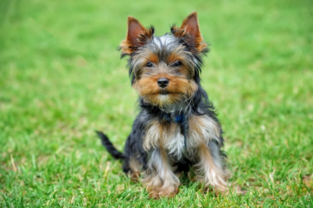 Cachorro yorkshire terrier na grama verde do verão