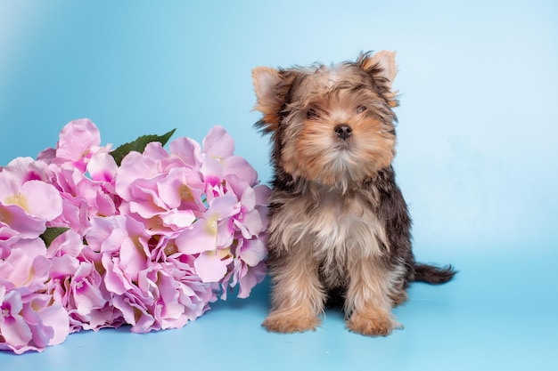 Cachorro de Yorkshire terrier con un ramo de flores de primavera sobre un fondo azul